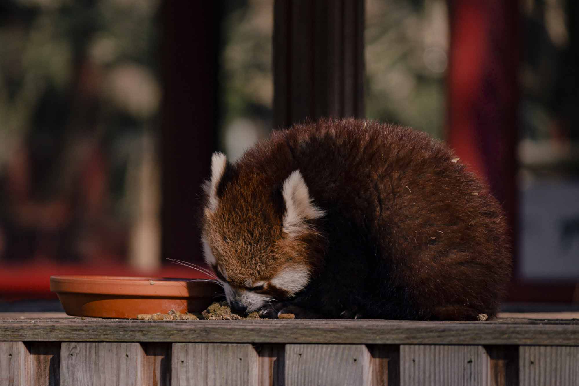 Red Panda