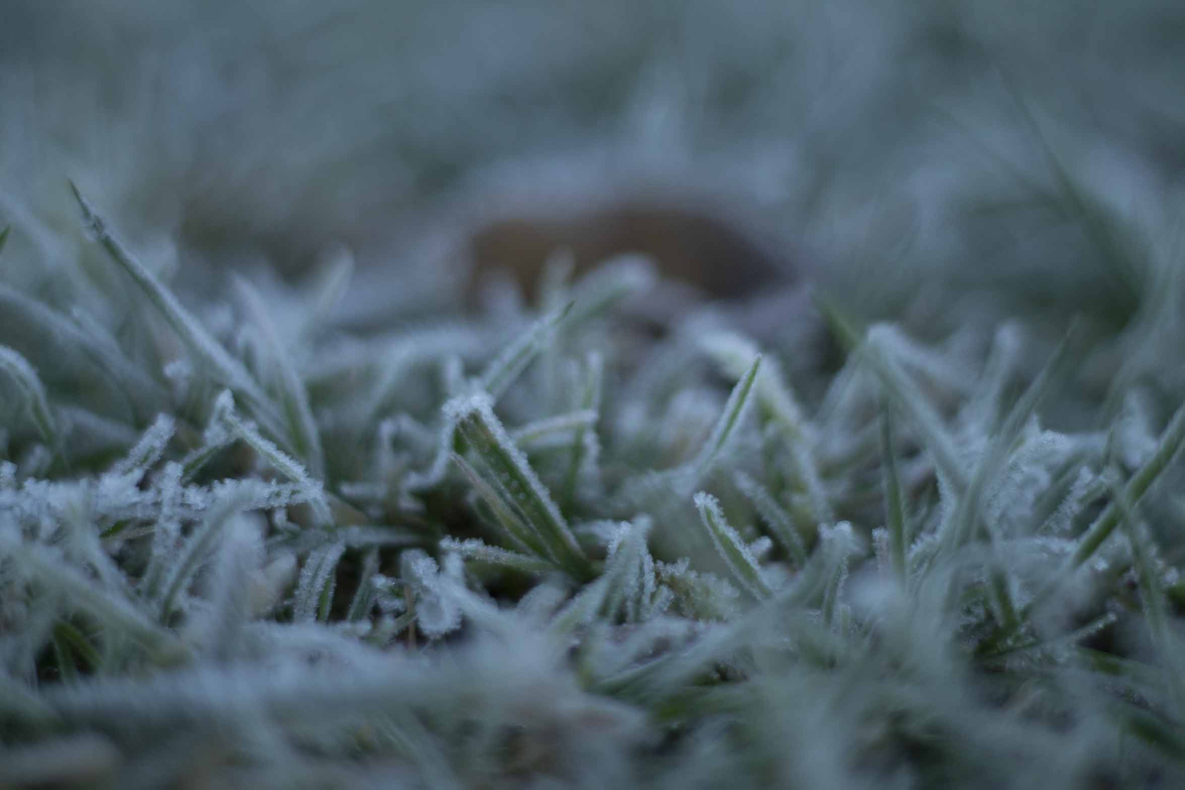 Freeze Grass