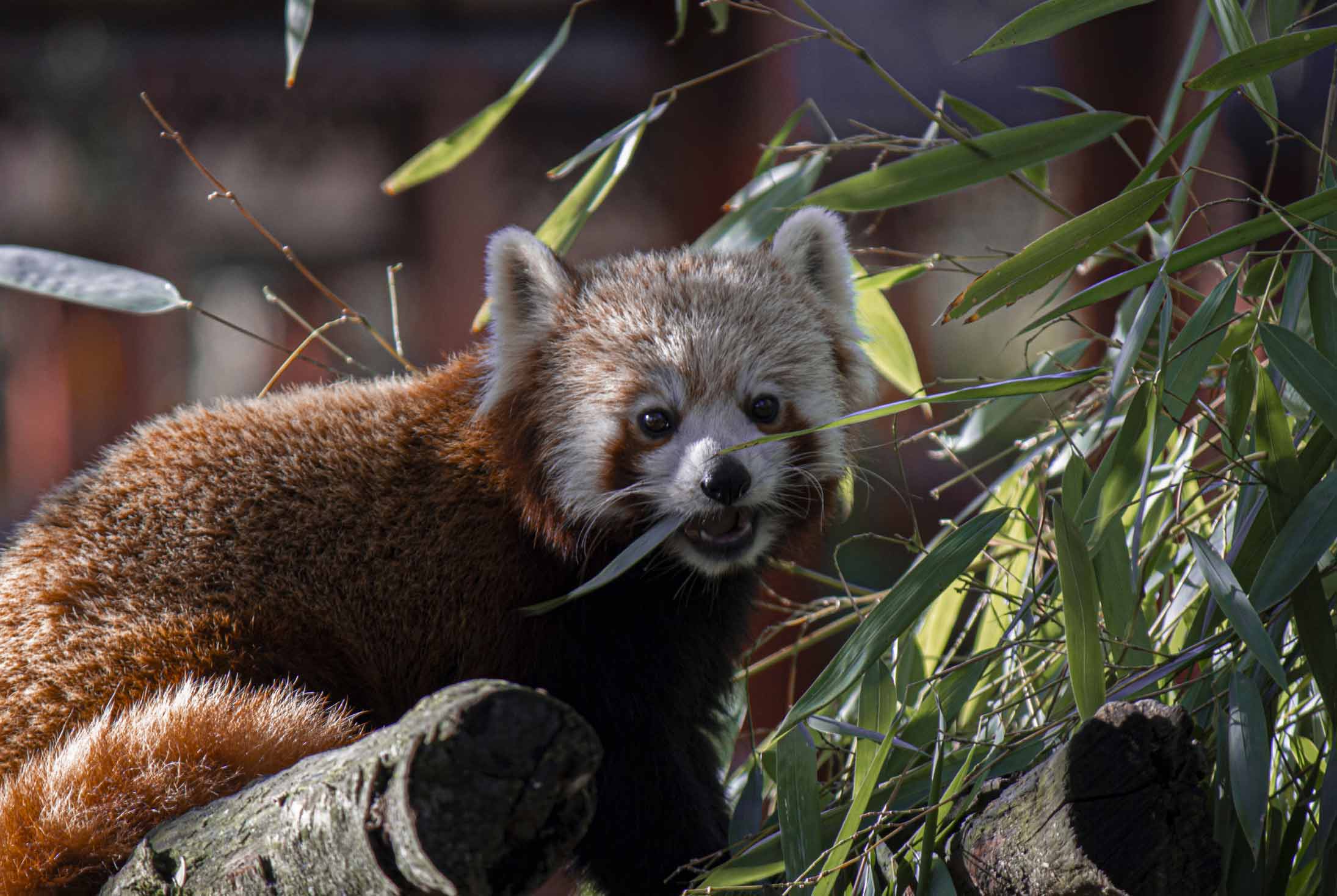 Red Panda